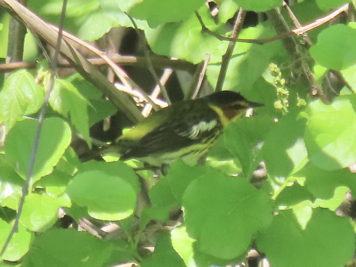 Cape May Warbler - Port of Baltimore