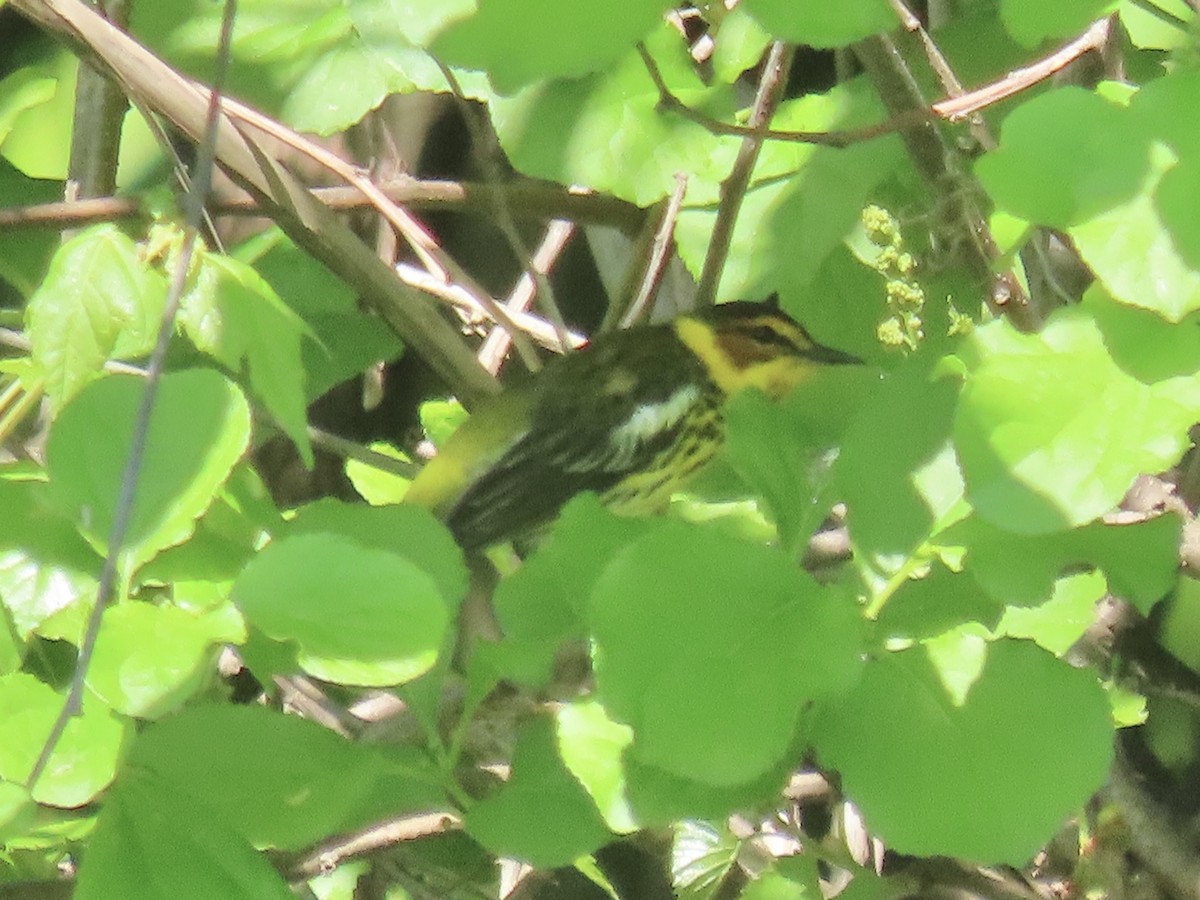 Cape May Warbler - Port of Baltimore