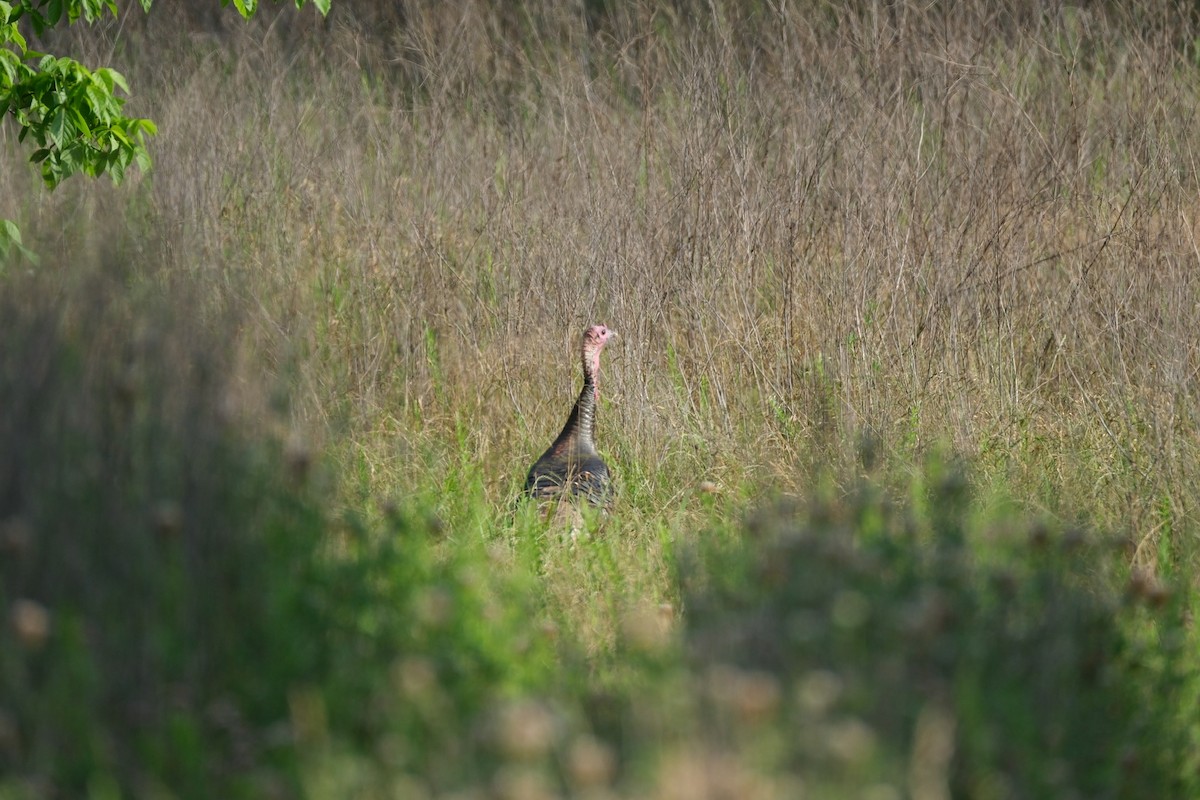 Wild Turkey - Todd DeVore