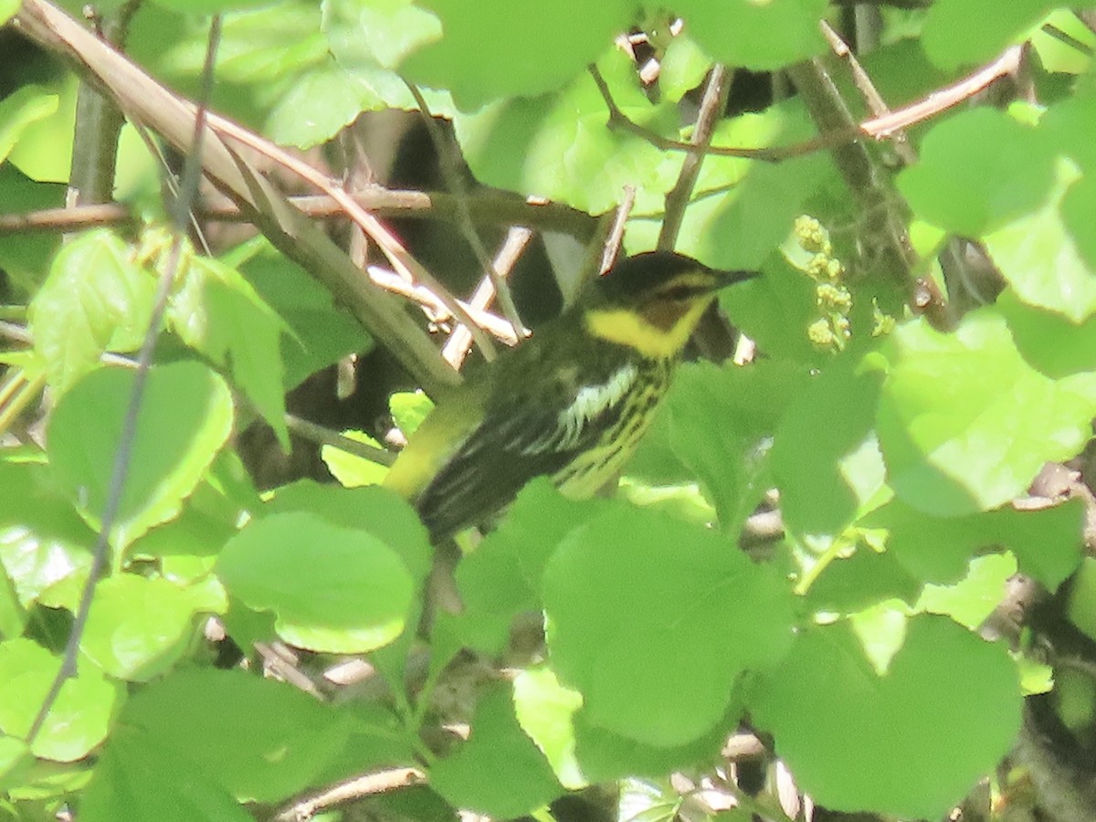 Cape May Warbler - Port of Baltimore