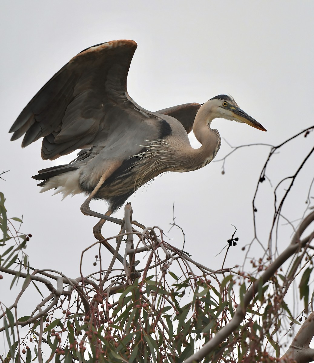 Great Blue Heron - ML619536147