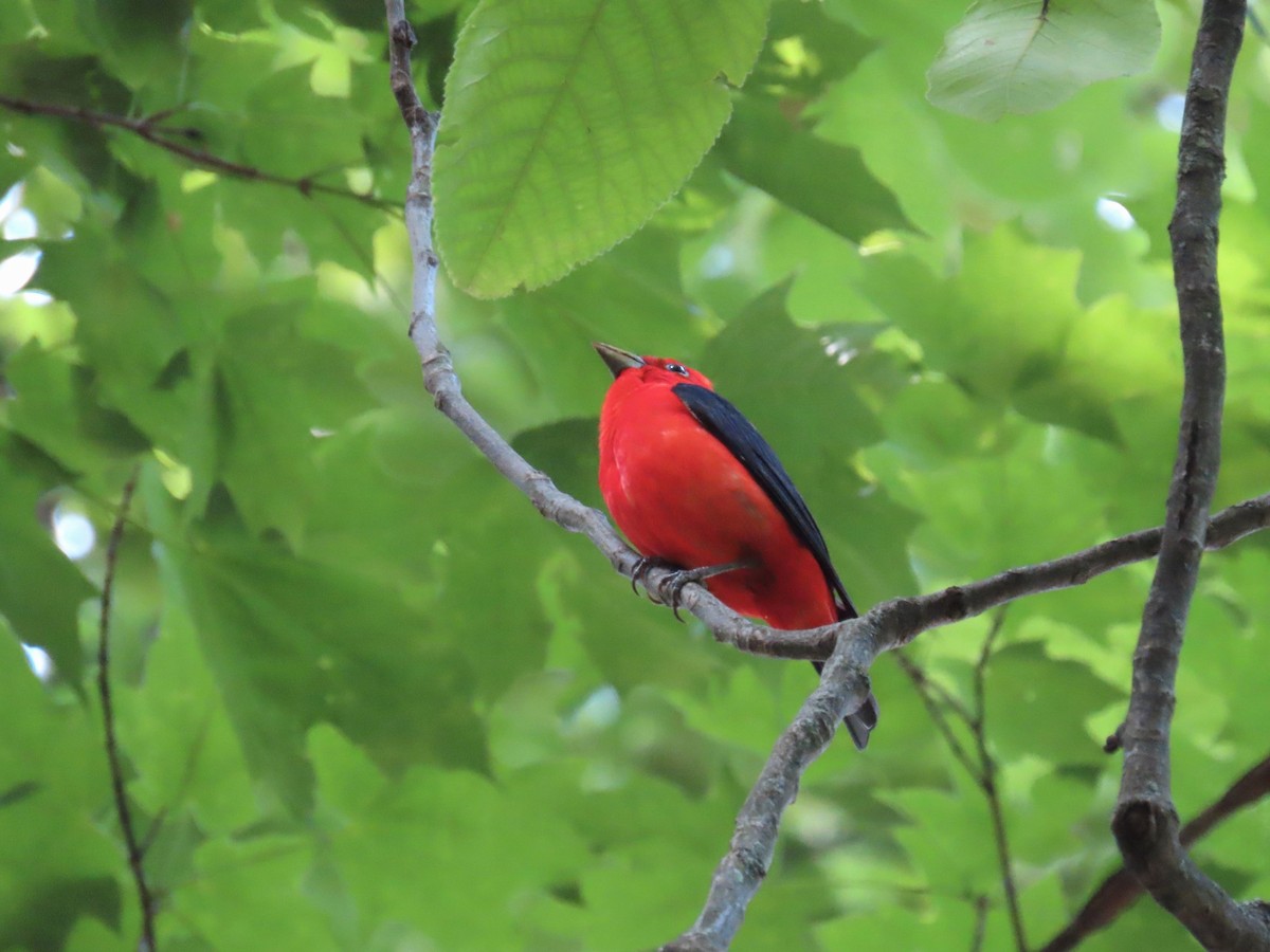 Scarlet Tanager - Randy Morgan