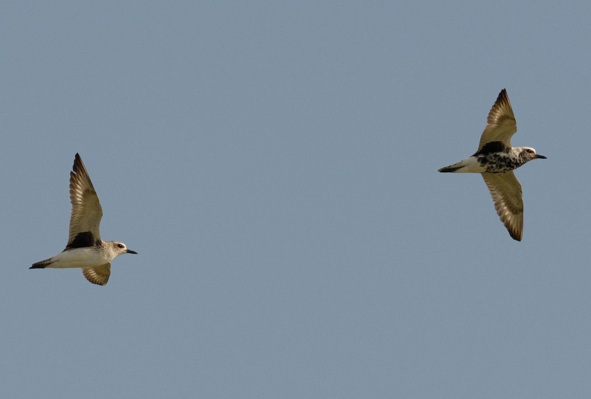 Black-bellied Plover - Bill Thompson