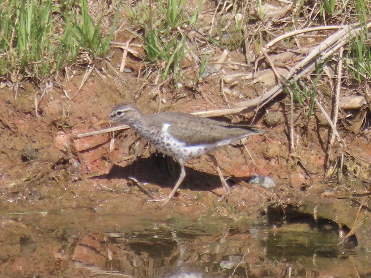 Spotted Sandpiper - Port of Baltimore