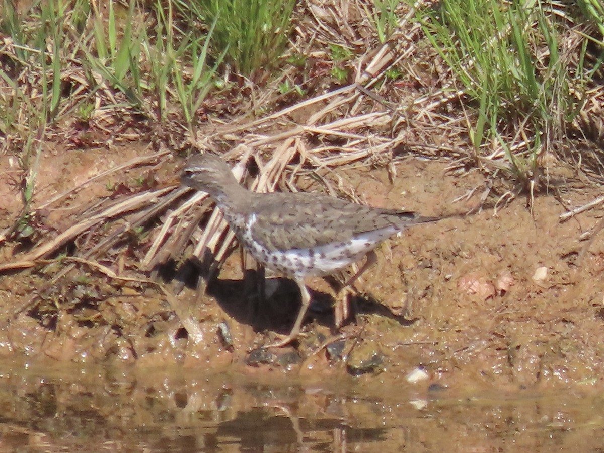 Spotted Sandpiper - Port of Baltimore