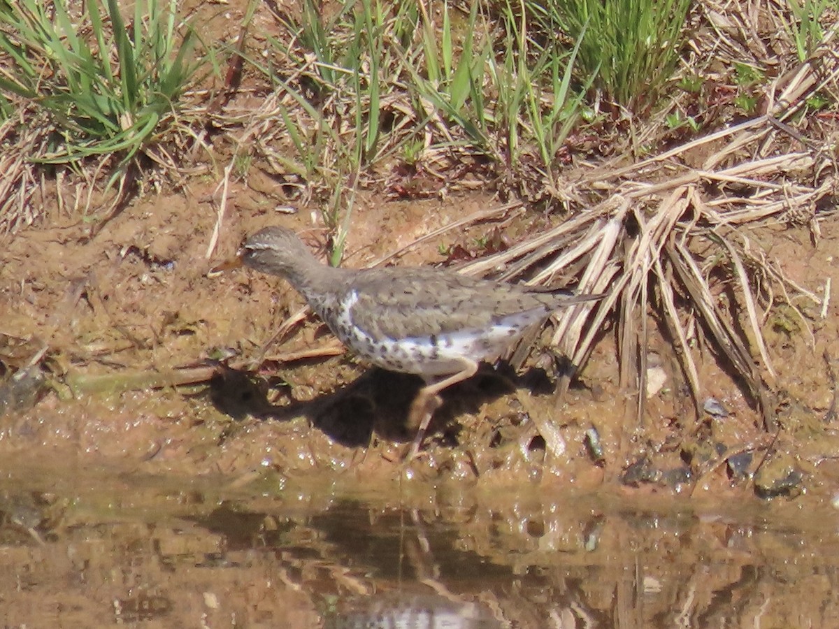 Spotted Sandpiper - Port of Baltimore