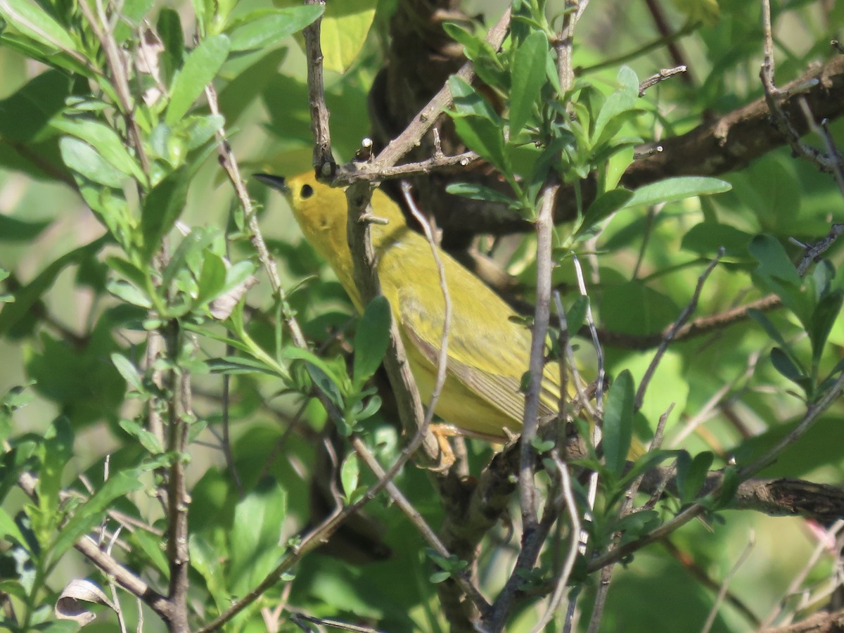 Yellow Warbler (Northern) - Port of Baltimore