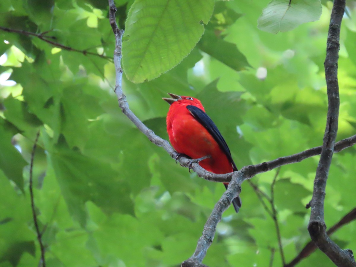 Scarlet Tanager - Randy Morgan