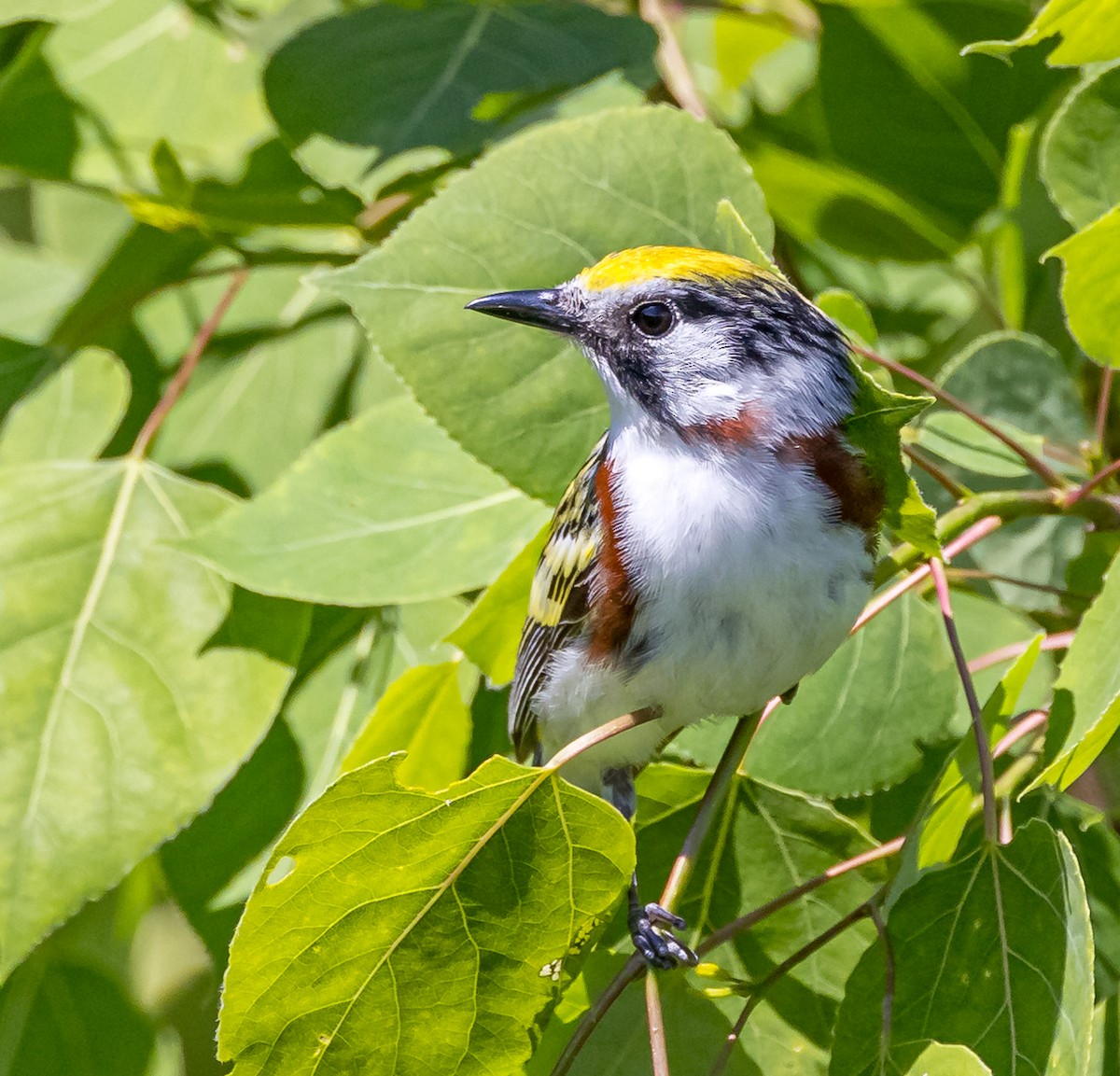 Chestnut-sided Warbler - Mike Murphy