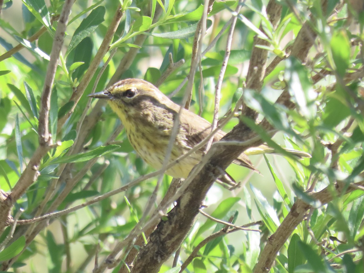 Palm Warbler (Western) - Port of Baltimore