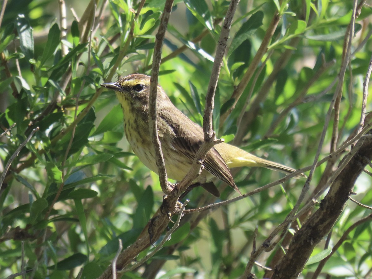 Reinita Palmera (palmarum) - ML619536185