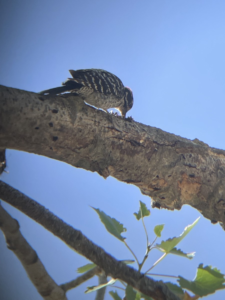 Nuttall's Woodpecker - Mackenzie Hollender