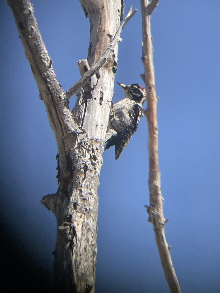 Nuttall's Woodpecker - Mackenzie Hollender