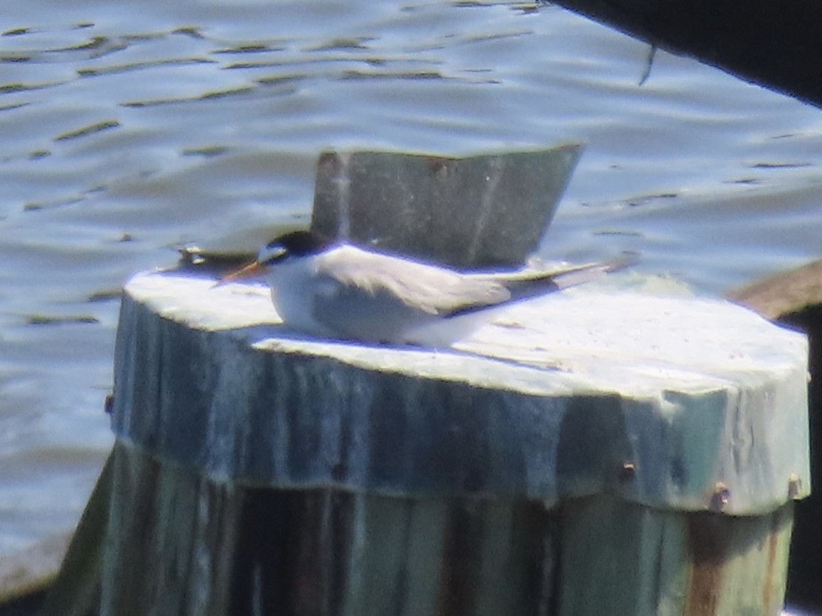 Least Tern - Port of Baltimore