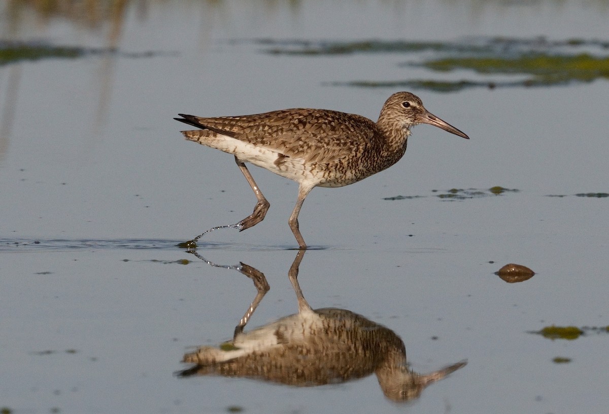 Willet (Eastern) - Bill Thompson