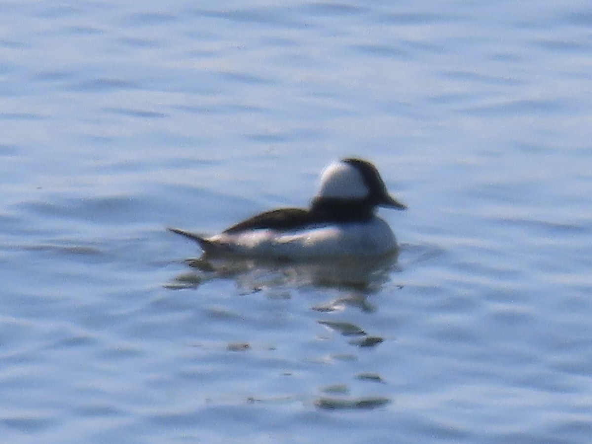 Bufflehead - Port of Baltimore