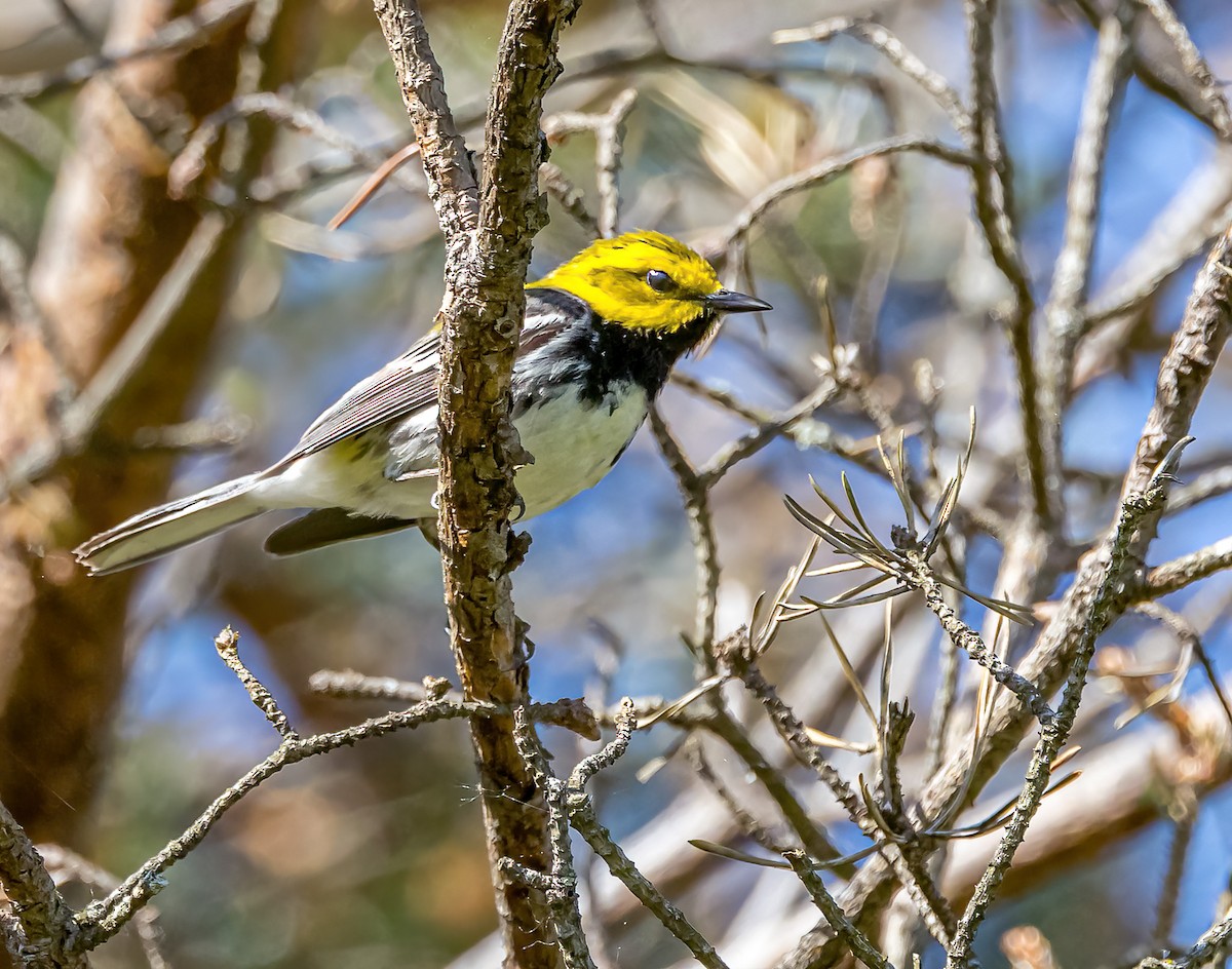 Black-throated Green Warbler - Mike Murphy