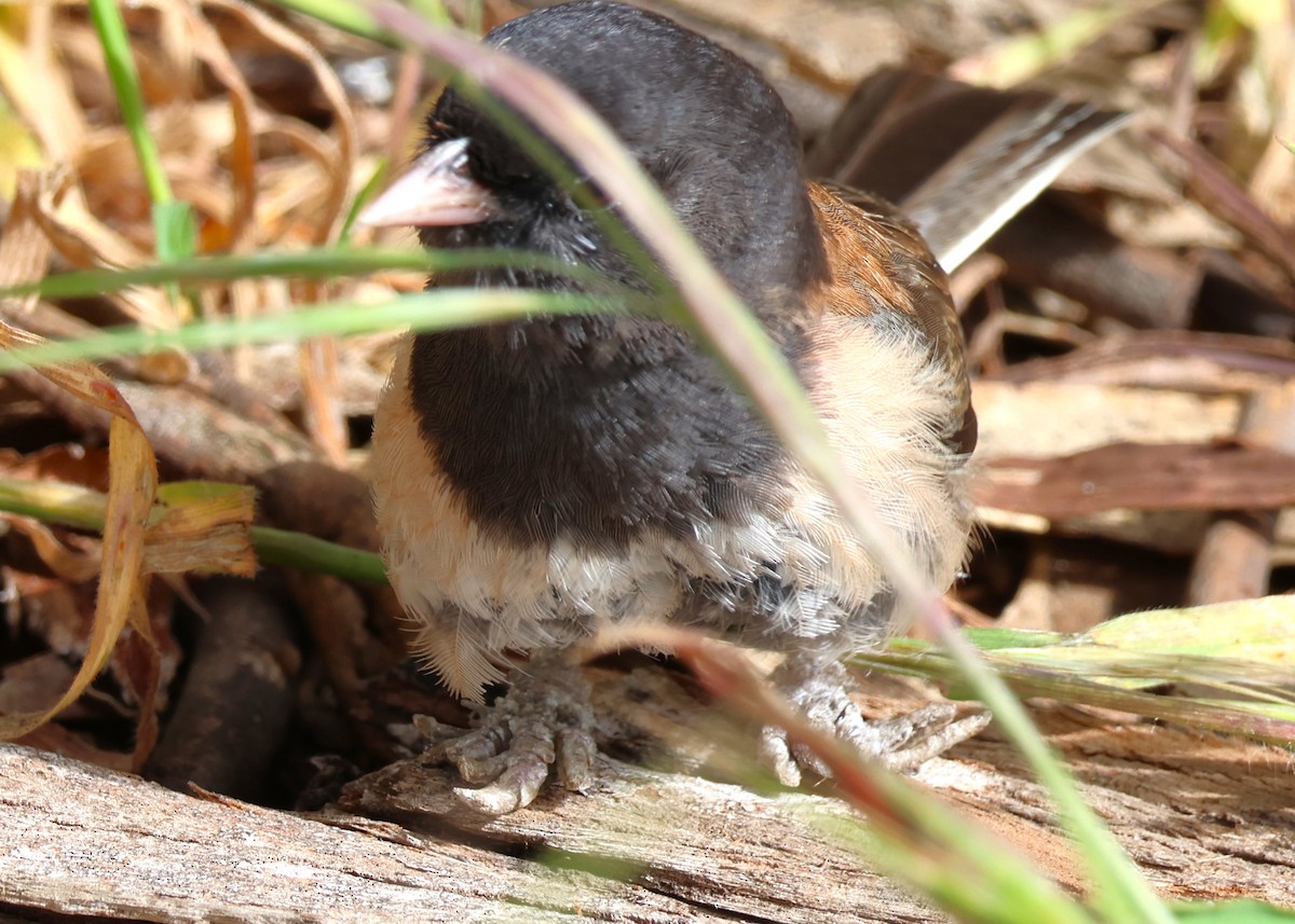 Dark-eyed Junco (Oregon) - Jay Carroll