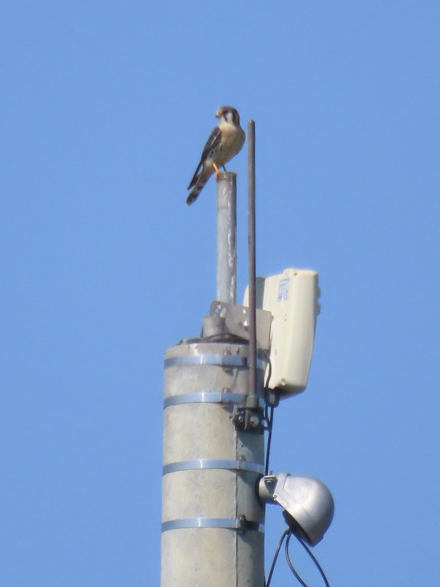 American Kestrel - Port of Baltimore