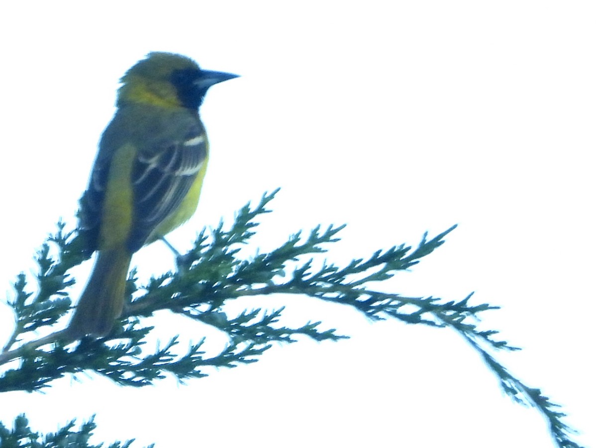 Orchard Oriole - Stella Miller