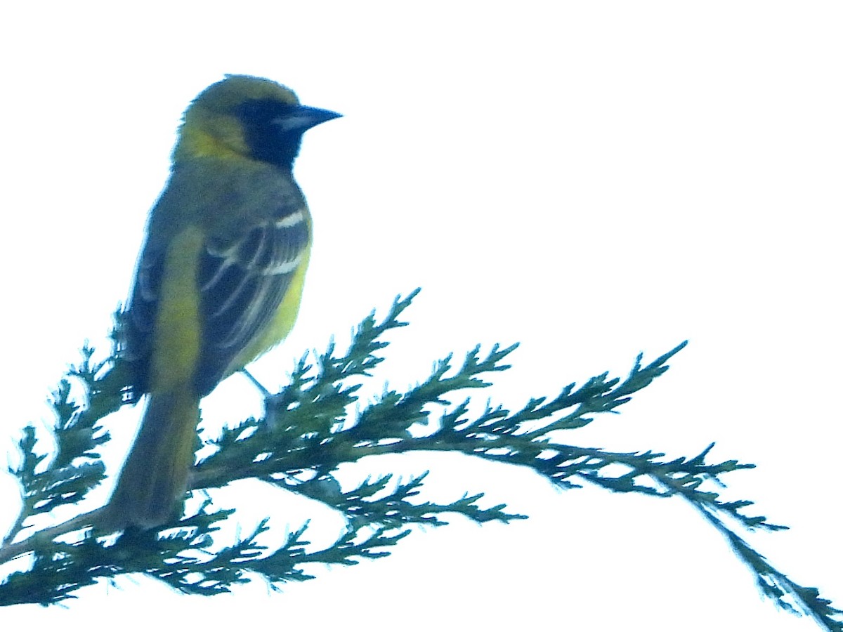 Orchard Oriole - Stella Miller