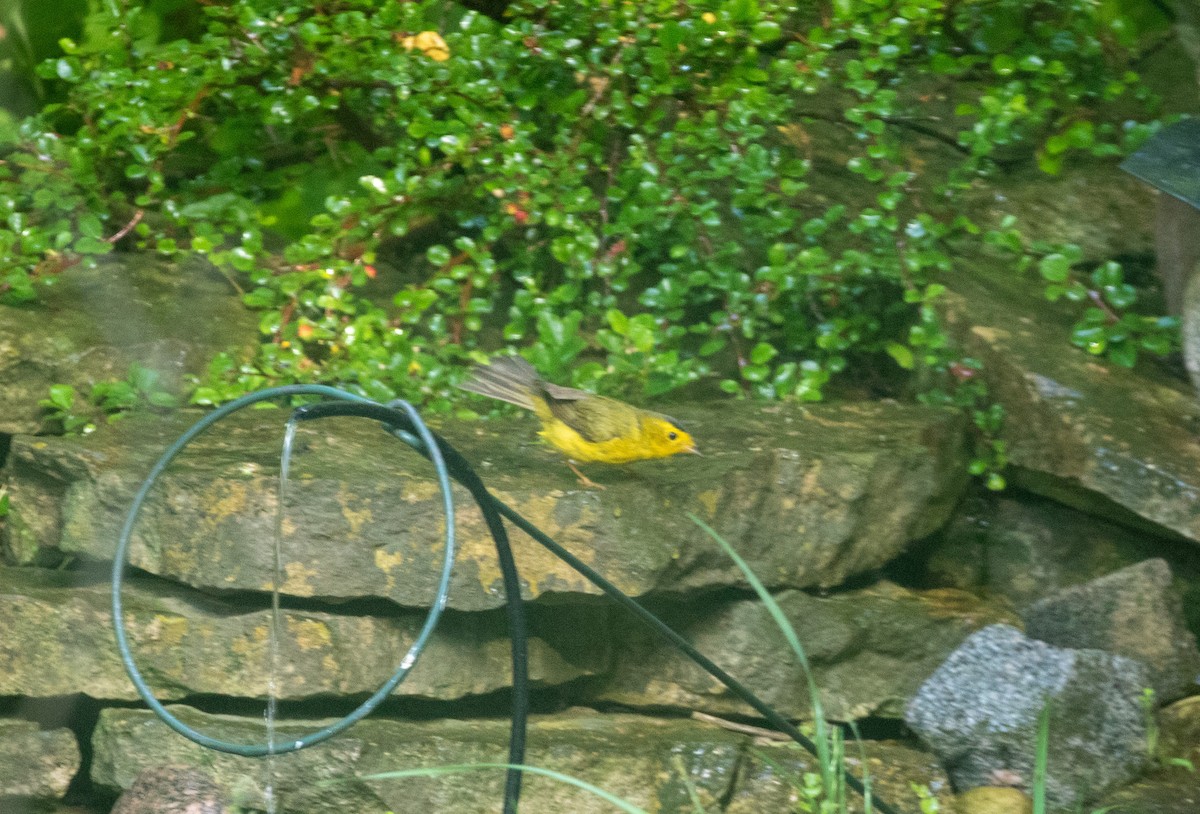 Wilson's Warbler - Jill S. A