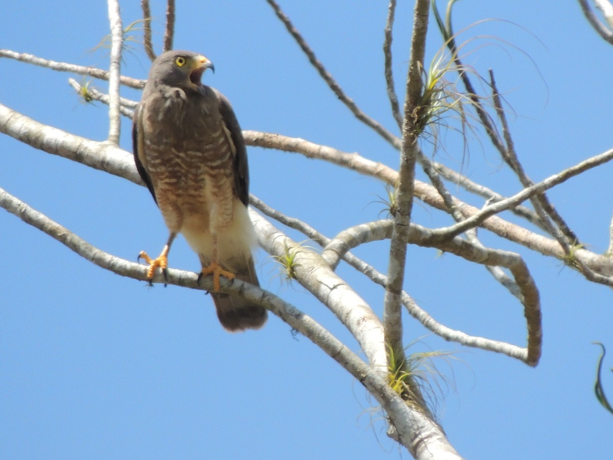 Roadside Hawk - Roger Lambert