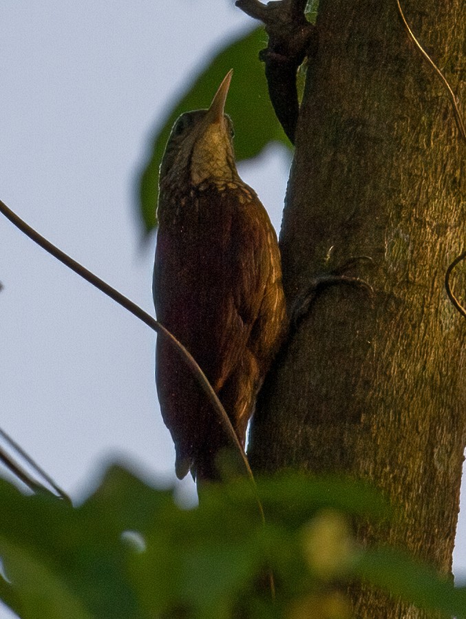 Straight-billed Woodcreeper - ML619536232