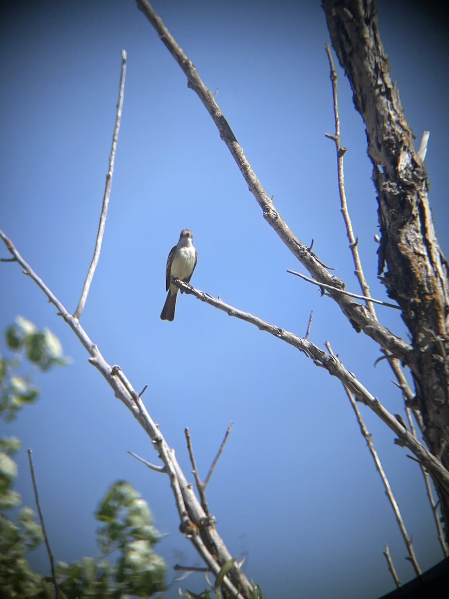 Ash-throated Flycatcher - Mackenzie Hollender