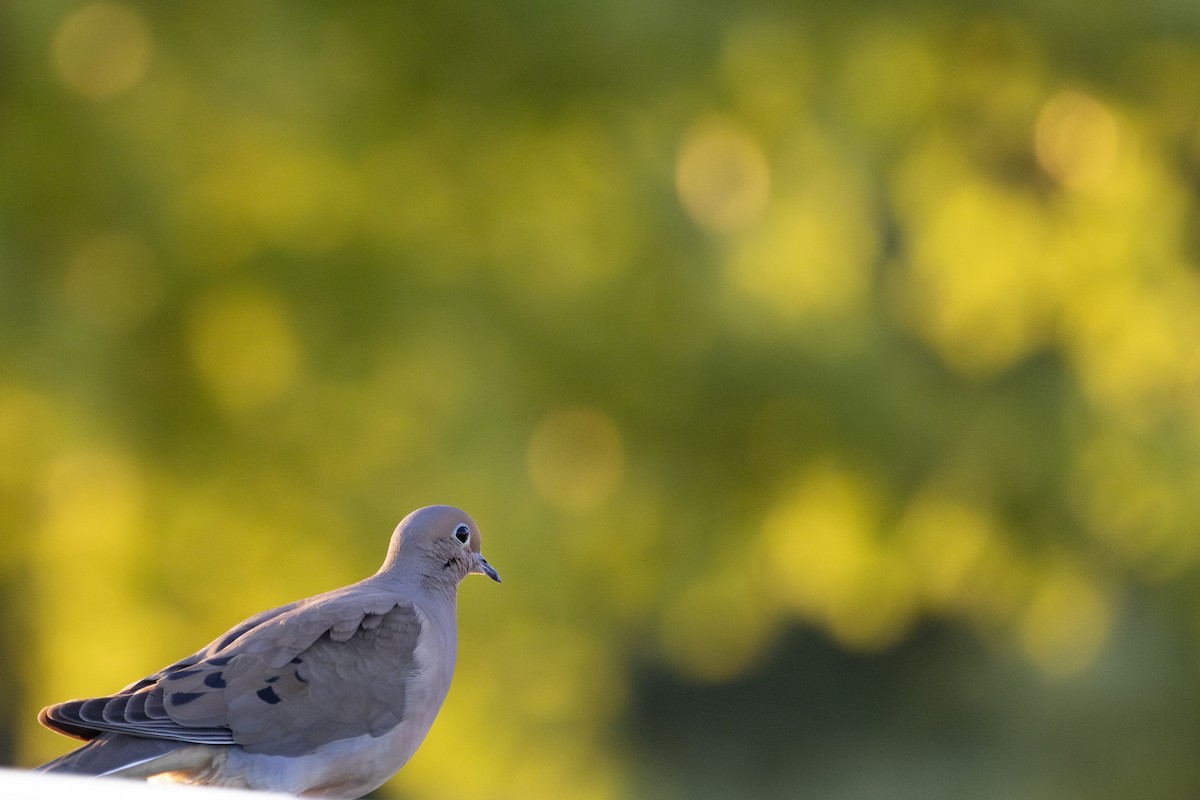 Mourning Dove - Michael Bueckert