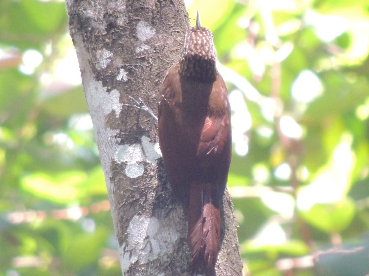 Cocoa Woodcreeper - Roger Lambert