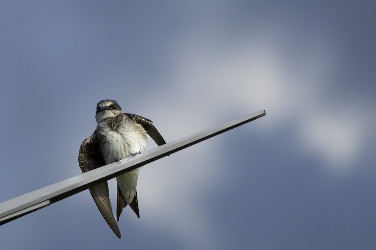 Purple Martin - Michael Bueckert