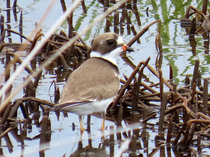 Semipalmated Plover - Karen Lebing