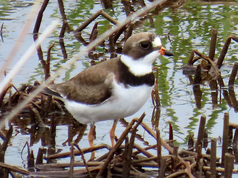 Semipalmated Plover - Karen Lebing