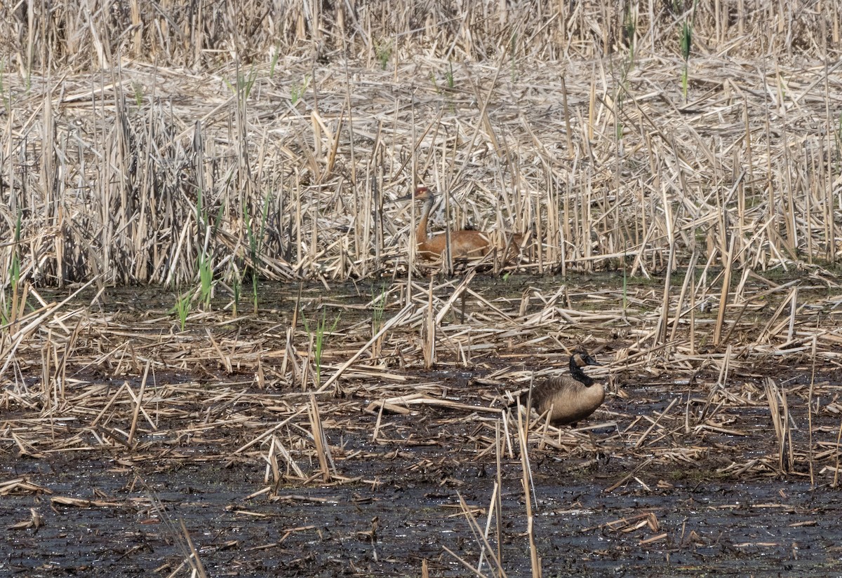 Sandhill Crane - Glenn Koppel