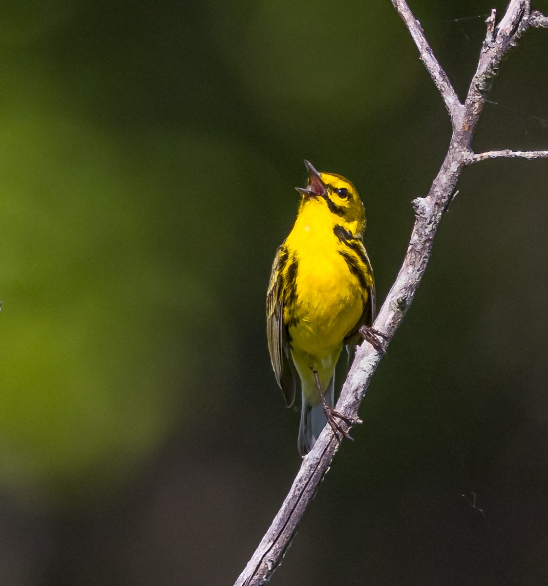 Prairie Warbler - Mike Murphy