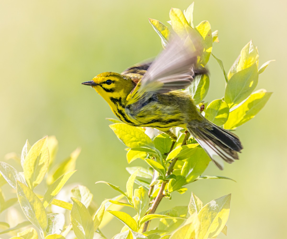 Prairie Warbler - Mike Murphy