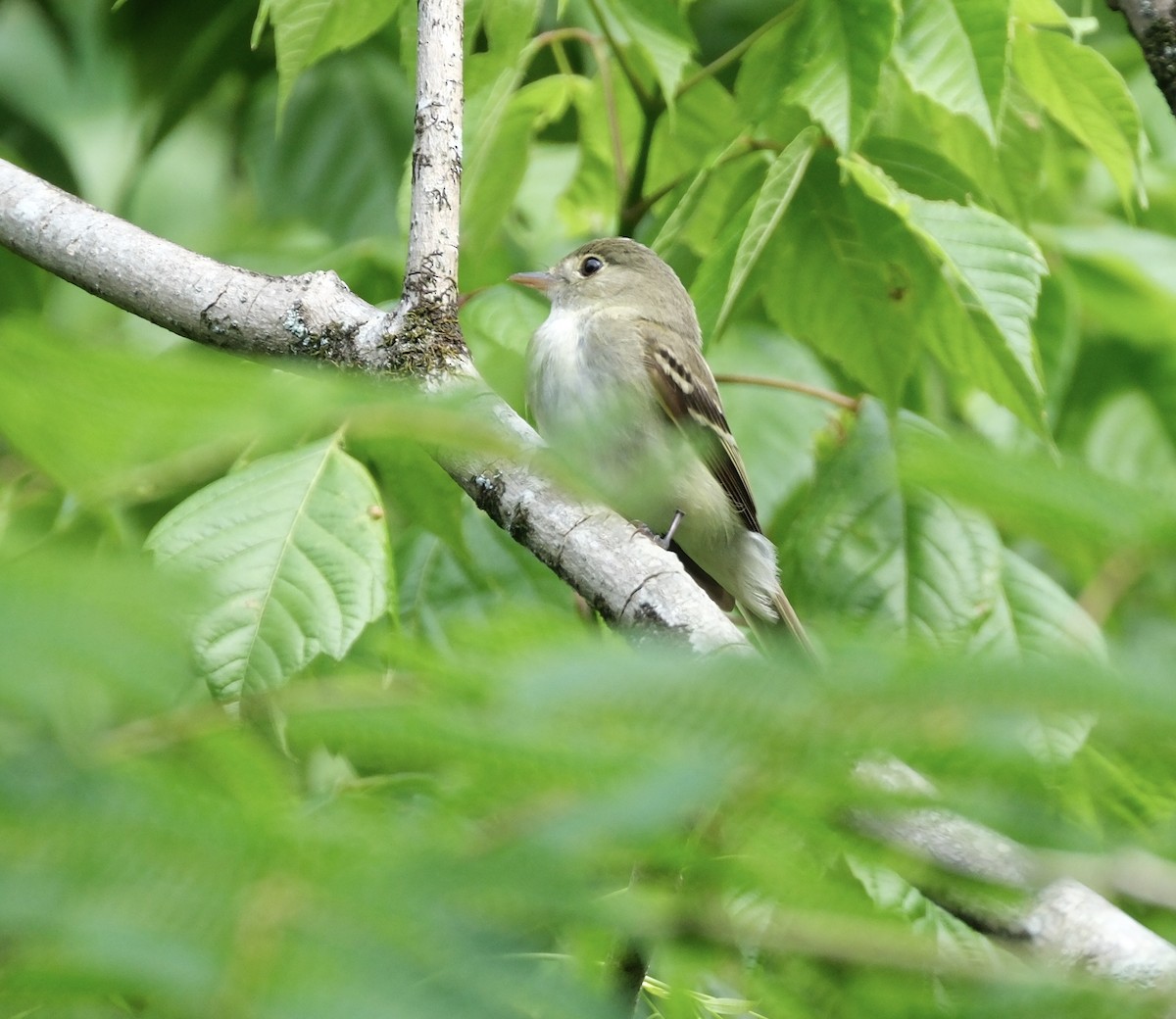 Acadian Flycatcher - Todd DeVore