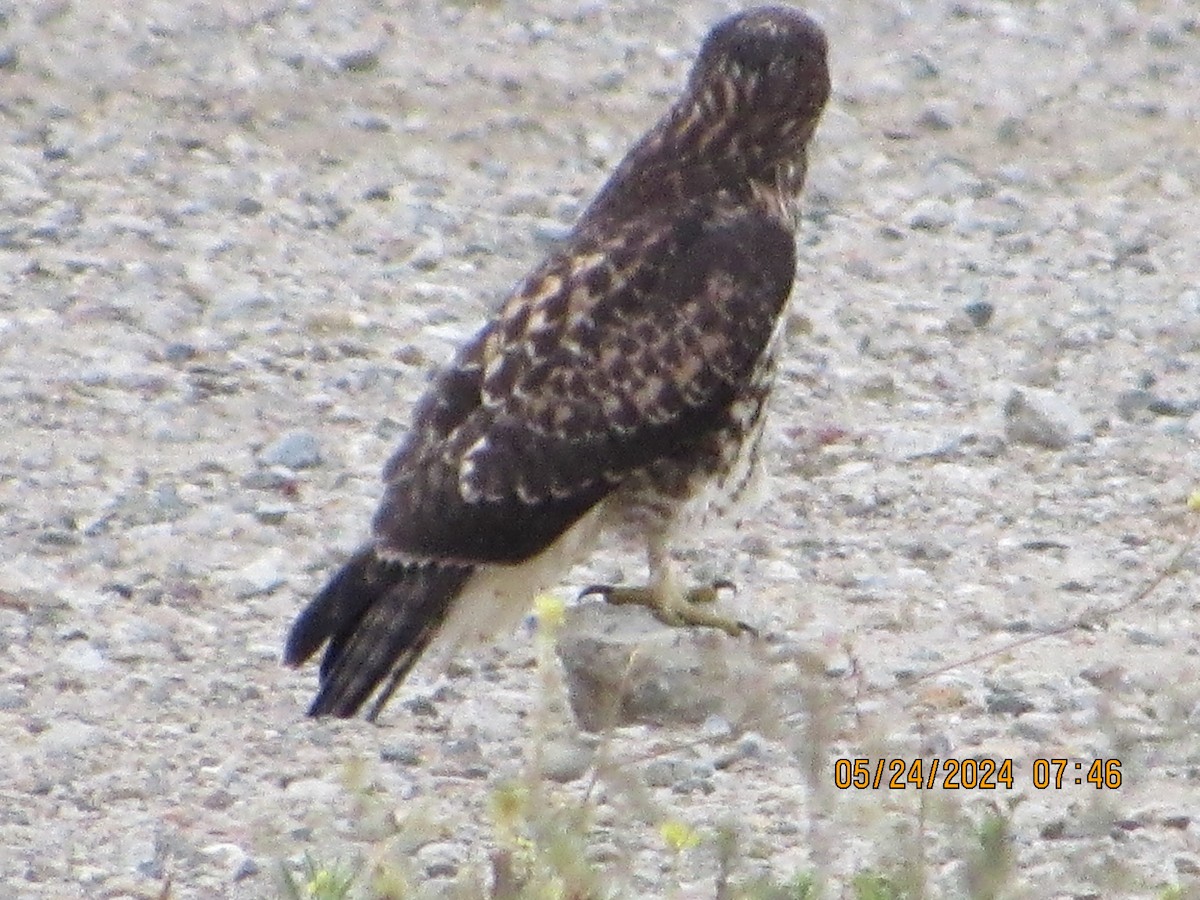 Red-tailed Hawk - crdf bird