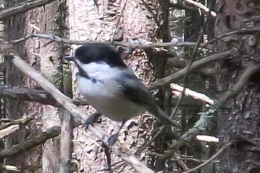 Black-capped Chickadee - ML619536288