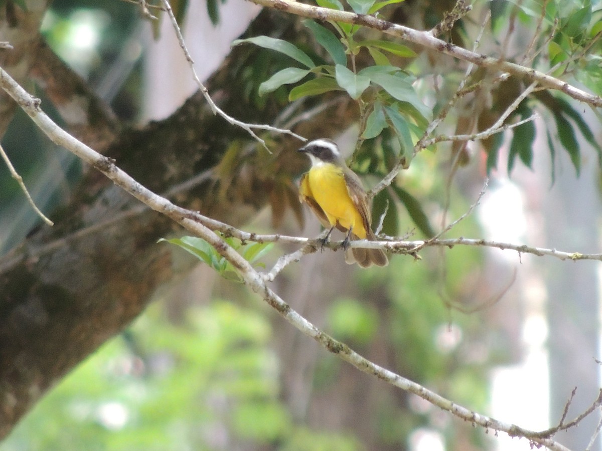 Social Flycatcher - Roger Lambert