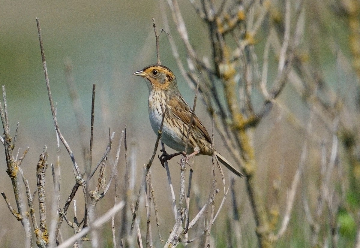 Saltmarsh Sparrow - Bill Thompson