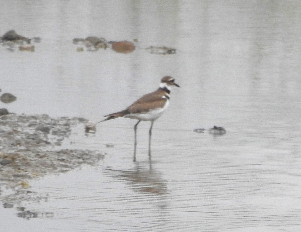 Killdeer - Pamela Goolsby