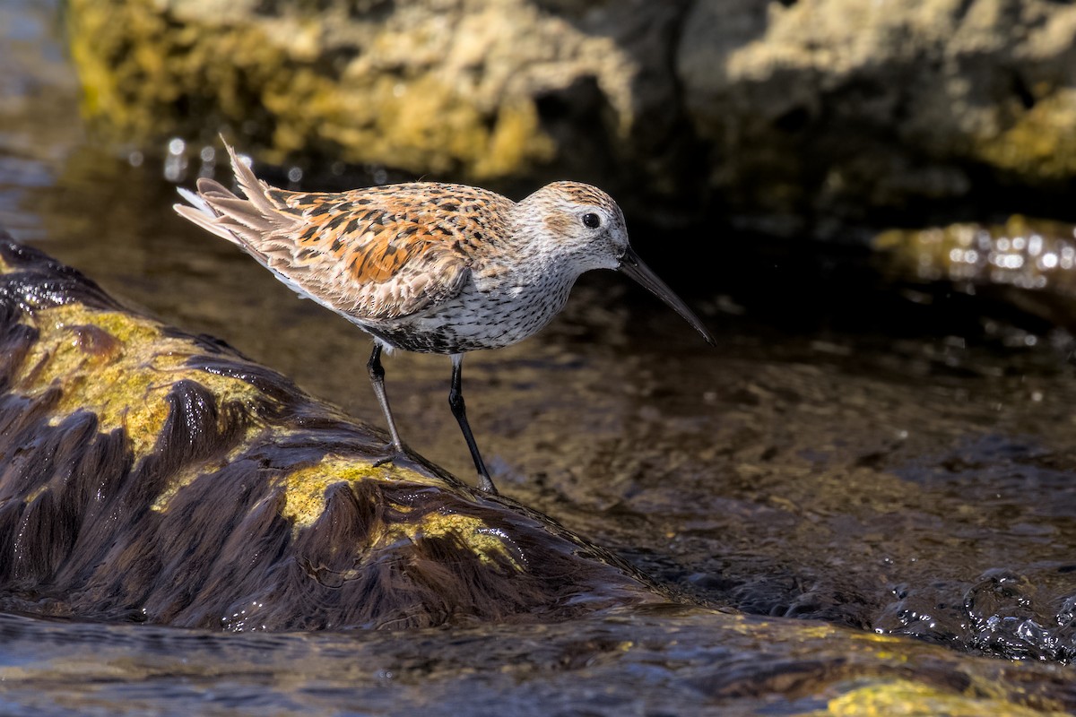 Dunlin - Gihyun Yoo