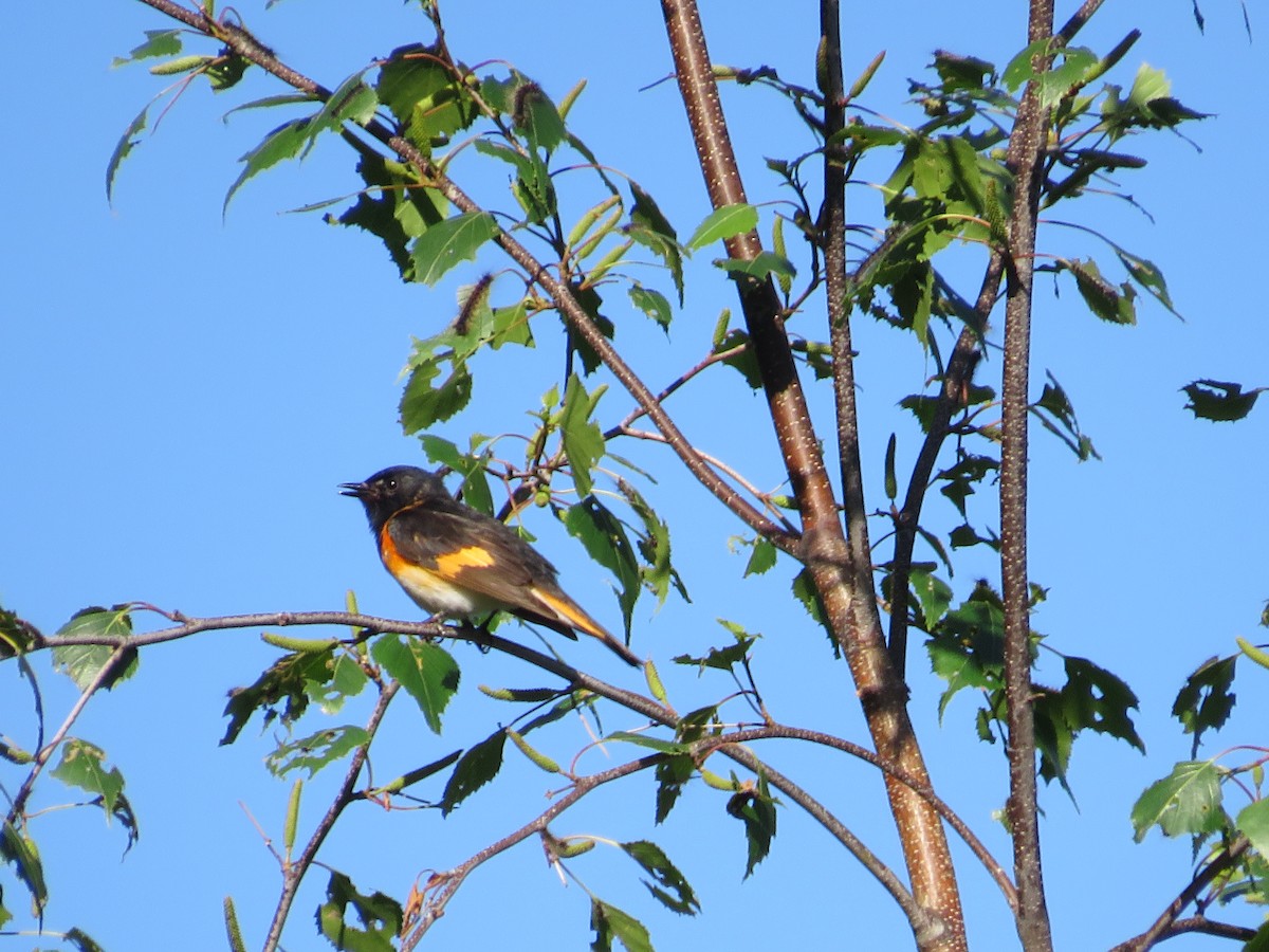 American Redstart - scott baldinger