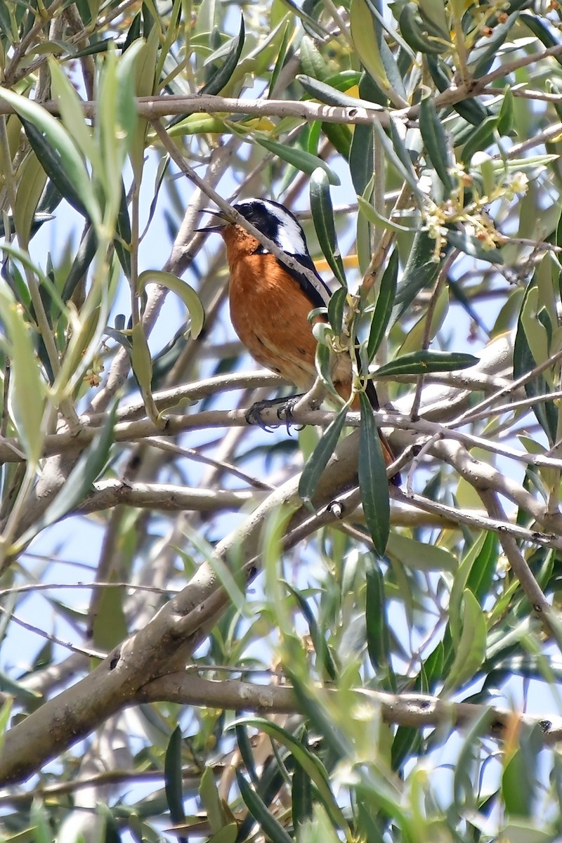 Moussier's Redstart - Eileen Gibney