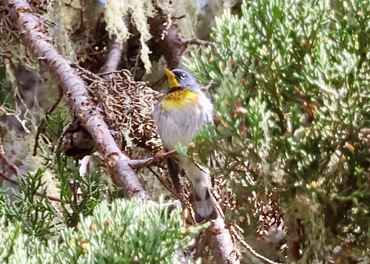 Northern Parula - Jay Carroll