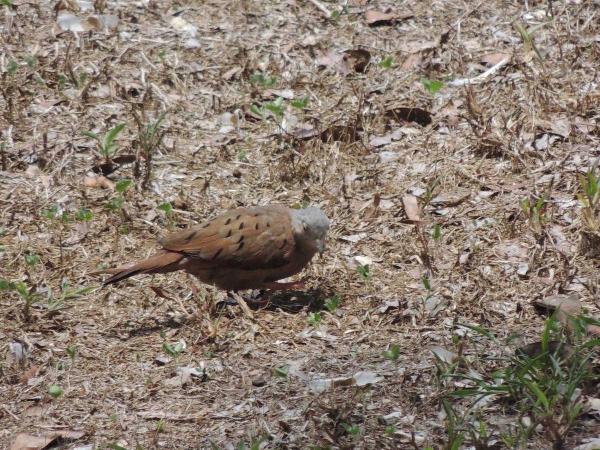 Ruddy Ground Dove - Roger Lambert