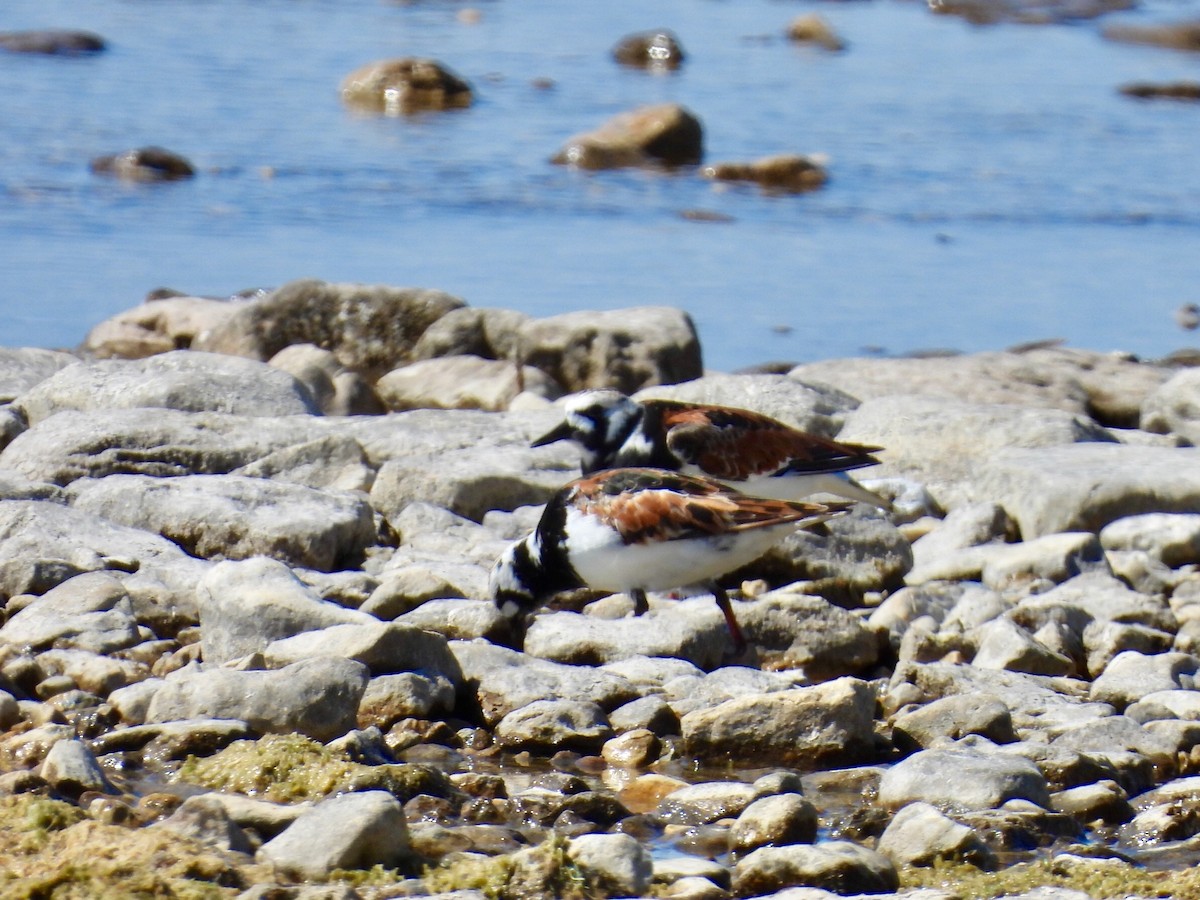 Ruddy Turnstone - Donna Benson