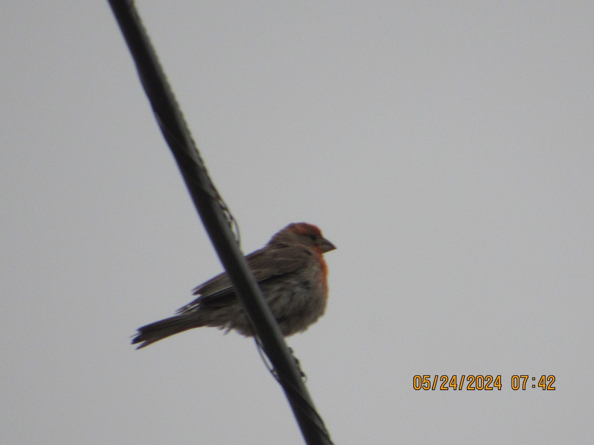 House Finch - crdf bird